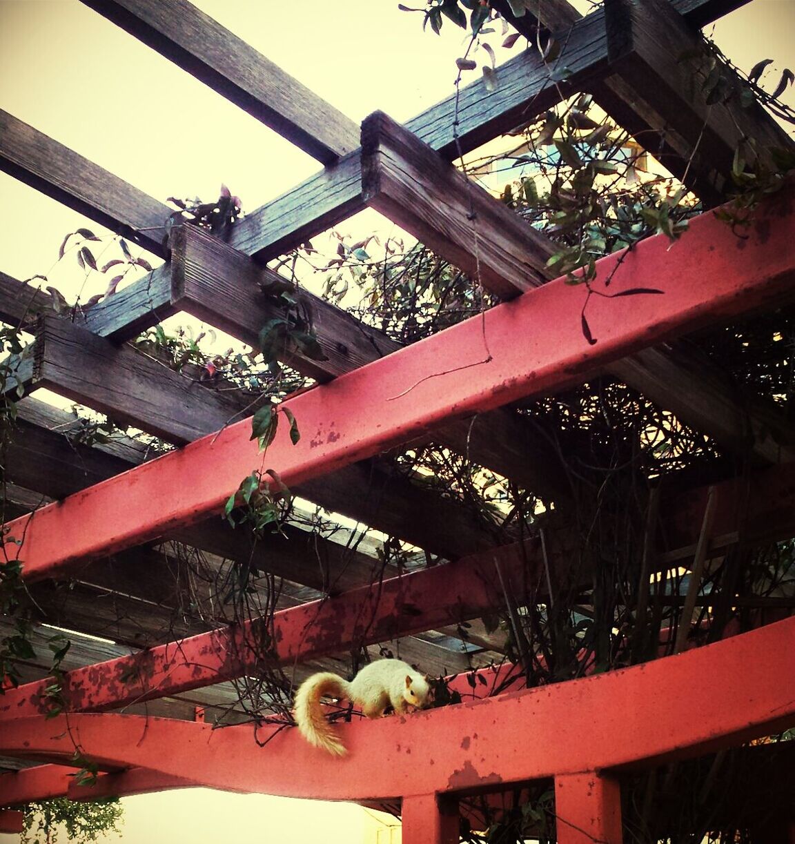 built structure, architecture, low angle view, building exterior, metal, industry, red, hanging, sky, outdoors, metallic, tradition, factory, no people, machinery, day, machine part, construction site, construction industry, roof