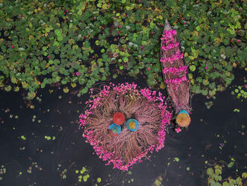 High angle view of pink flowering plant