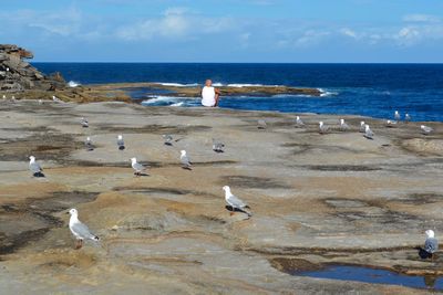 Seagull flying over beach