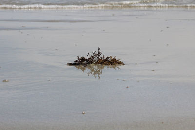 View of dead plant on beach
