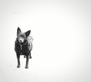 Dog on white wall