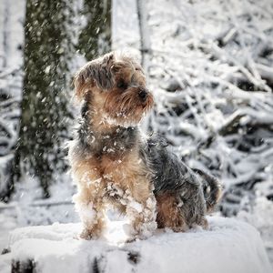 one animal