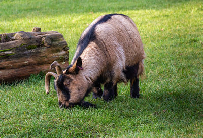 Goat grazing in field