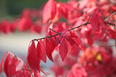 Close-up of plant against blurred background