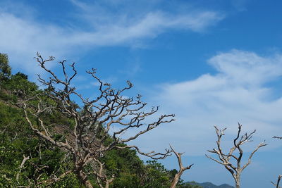 Low angle view of bare tree against sky