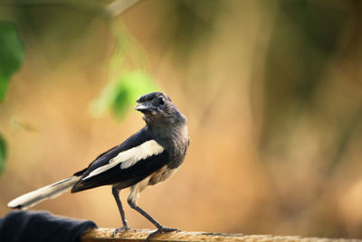 Close-up of bird perching on branch