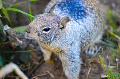 Close-up of lizard