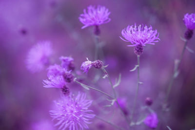 Close-up of purple flowers