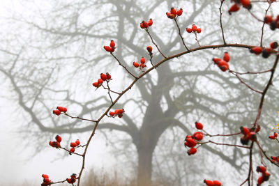 Close-up of berries growing on tree against sky