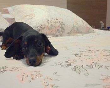 Portrait of black dog relaxing on bed at home