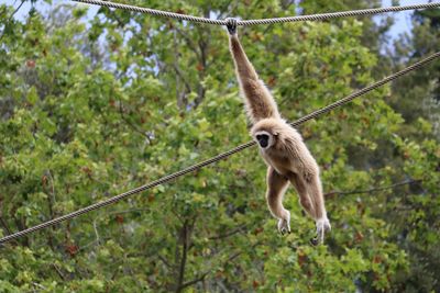 Monkey hanging from rope in forest