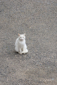 White cat sitting on gravel