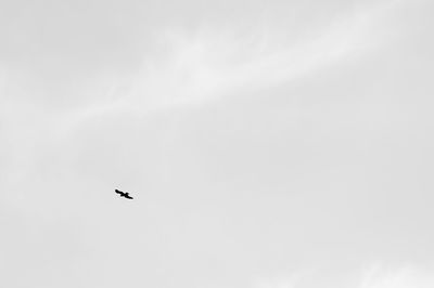 Low angle view of airplane flying in sky