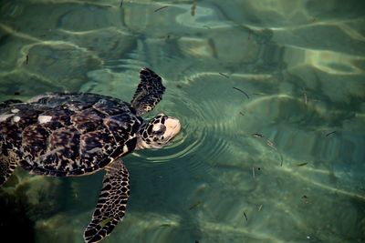 Turtle swimming in water