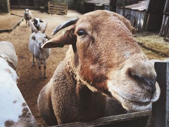 Close-up of sheep in pen