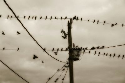Low angle view of birds in flight