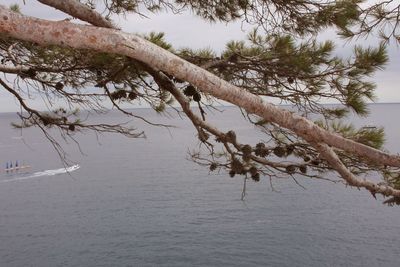 Reflection of trees in lake