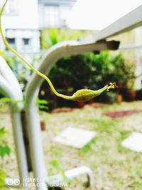 Close-up of lizard on plant