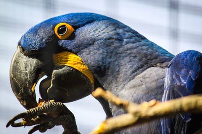 Close-up of parrot perching on branch