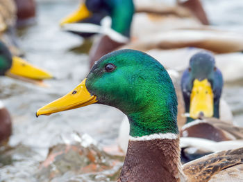 Mallard male is swimming on the water. duck portrait