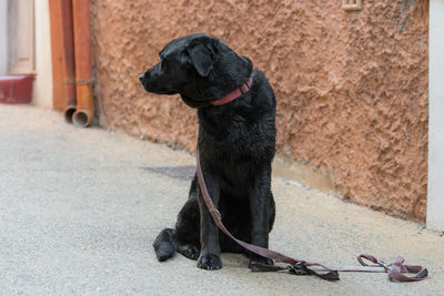 Black dog sitting outdoors