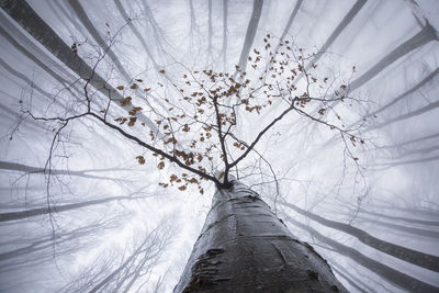 Low angle view of bare trees against sky