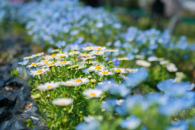 Close-up of flowering plant on field