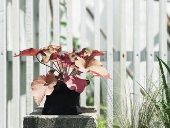 Close-up of flowers blooming outdoors