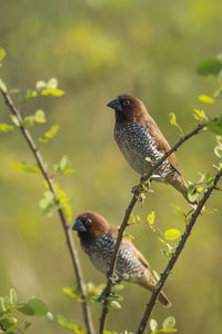 Close-up of bird perching on tree