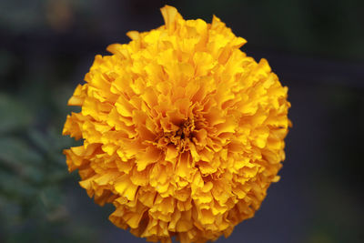 Close-up of yellow marigold flower
