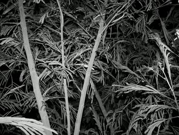 Full frame shot of plants