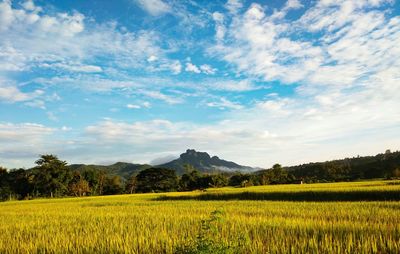 Scenic view of agricultural field against sky