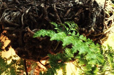 Close-up of fresh green plants