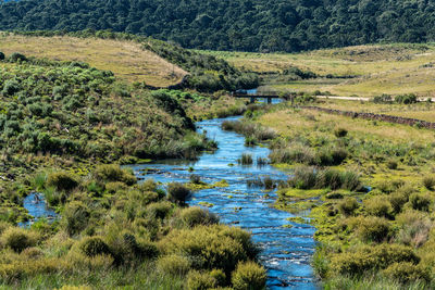 Scenic view of stream flowing in forest