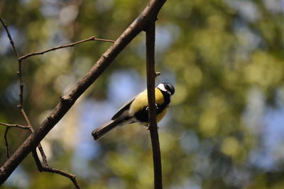 Low angle view of bird perching on branch