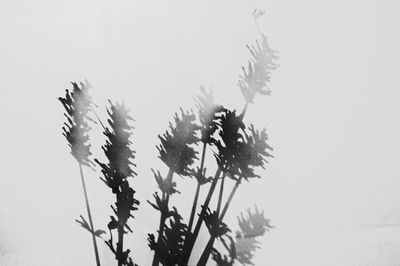 Low angle view of plants against clear sky