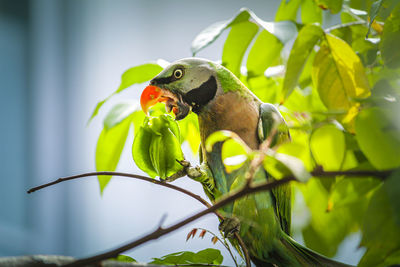 Low angle view of bird perching on branch