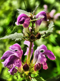 Close-up of pink flowers