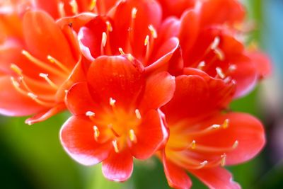 Close-up of red flower