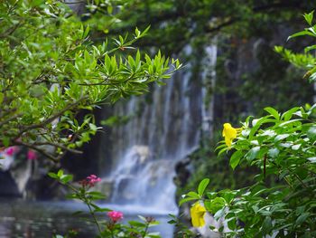 Pond in forest