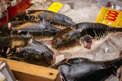 Close-up of fish for sale in market