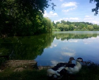 Swan swimming in lake against sky