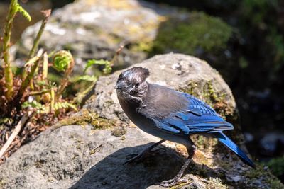 High angle view of bird perching on rock