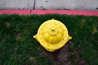 Close-up high angle view of grass