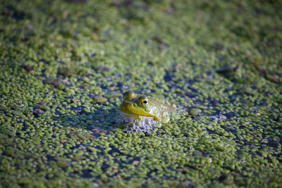 Close-up of frog on land