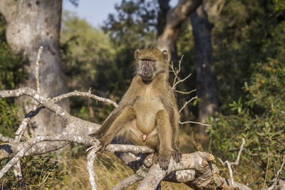 Chacma baboon at national park