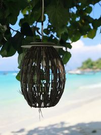 Close-up of leaf hanging on beach against sky