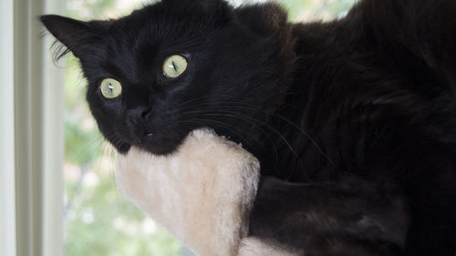 Close-up of black cat