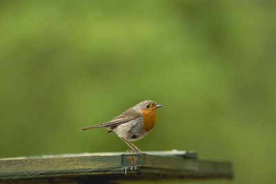 Close-up of bird perching on wood