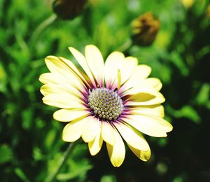 Close-up of yellow flower blooming outdoors